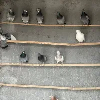 کبوتر پلاکی|پرنده|معصومیه, |دیوار