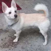 واگزاری سگ|سگ|محمودآباد, |دیوار