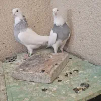 کبوتر طوقی ابری(آبی)