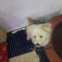 سگ شیتزو|سگ|کرمان, |دیوار