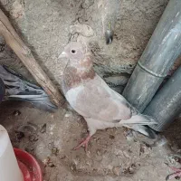 یک ماده کله هما بادوتا جوجه هفرنگ کله هما|پرنده|اسفراین, |دیوار