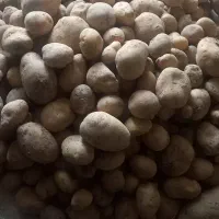 سیبزمینی خوارکی و بذری