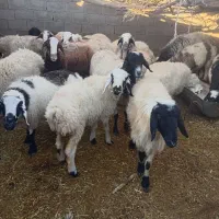 میش|حیوانات مزرعه|نگار, |دیوار