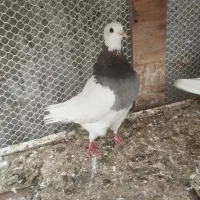 کفتر|پرنده|نیشابور, شهرک قدس|دیوار