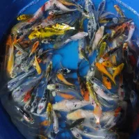 ماهی کوی دو تا پنج بند