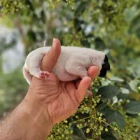 توله دالمیشن/نر و ماده|سگ|تهران, سعادت‌آباد|دیوار