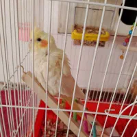 بخاطر وقت نداشتن رسیدگی بهش|پرنده|چناران, |دیوار