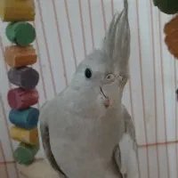 عروس هلندی|پرنده|دهلران, |دیوار