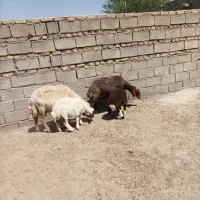 میش بره
