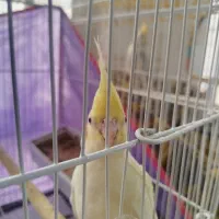 جوجه عروس هلندی