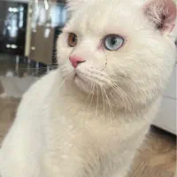 گربه  نژاد اسکاتیش