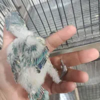 فروش جوجه گرینچیک سرلاکی|پرنده|بردسکن, |دیوار