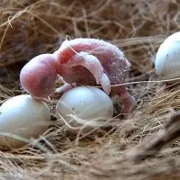 تخم جوجه میخواستم