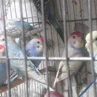 مرغ عشق و طوطی کوتوله و تخم کبوتر|پرنده|قم, دروازه کاشان|دیوار