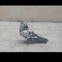 کبوتر تار شده یک جفت مفلق محدوده انقلاب  دانشسرا