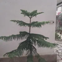 کاج طبقاتی