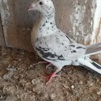 ماده سار لکه دار