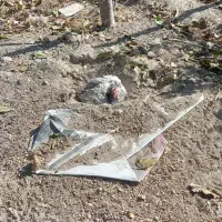 ۱۴ عدد مرغ تخم گذار سالم|حیوانات مزرعه|شاهدشهر, |دیوار