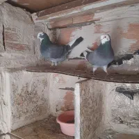 فروش یه گنجه کبوتر ناب و اصیل