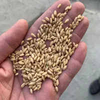 ۲ تن گندم بذری کوهدشت|خدمات باغبانی و درختکاری|آشخانه, |دیوار