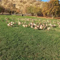 بوقلمون بوربون ماده (قەلە می سوور)|حیوانات مزرعه|بانه, |دیوار