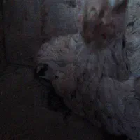 مرغ لاری|حیوانات مزرعه|ری, فیروزآباد|دیوار