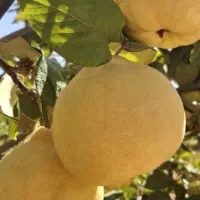 فروش به عمده|خوردنی و آشامیدنی|شیراز, شهرک یاس طلاییه|دیوار
