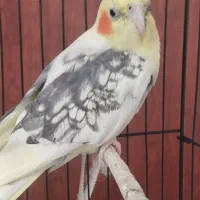 طوطی عروس نر|پرنده|رشت, نظری|دیوار