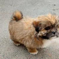 شیتزو عروسکی اروم