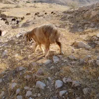 میش