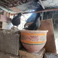 ۱۲عدد کبوتر خوشگل به فروش میرسد