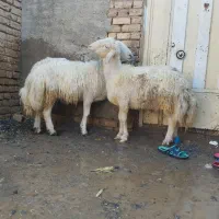 گوسفند.میش.بره.قوچ.سفیدافشار|حیوانات مزرعه|داران, |دیوار