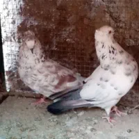 کبوتر پرشی