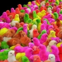 جوجه رنگی تعداد