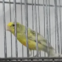 قناری قرص|پرنده|تهران, علم و صنعت|دیوار