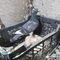 فروشی کبوتر فوری|پرنده|سراوان, |دیوار