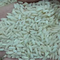 فروش برنج محلی