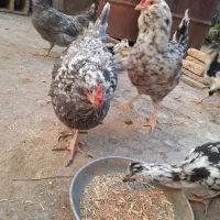 فروش تخم مرغ گلین|حیوانات مزرعه|شهرکرد, |دیوار