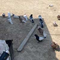 کبوتر