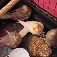 جوجه عروس 40 روزه