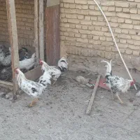 خروس|حیوانات مزرعه|لاران, |دیوار