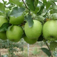 هرس درختان|خدمات باغبانی و درختکاری|خرم‌آباد, |دیوار