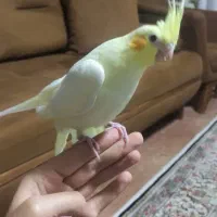 عروس هلندی جوجه دوماهه|پرنده|پرند, فاز ۱|دیوار