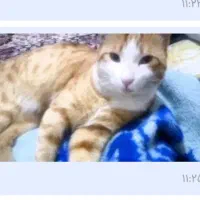 گربه گمشده (فندق)