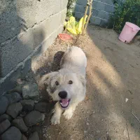 سگ شیتزو10ماهه