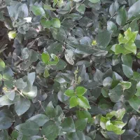 یاس هلندی گل زینتی|گل و گیاه طبیعی|اطاقور, |دیوار