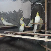 عروس هلندی لوتینو