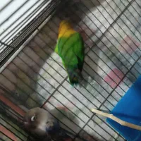 طوطی برزیلی سالم