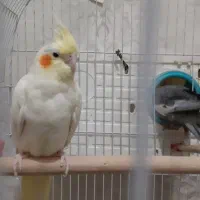 جفت عروس هلندی مولد