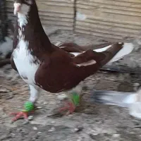 کبوتر